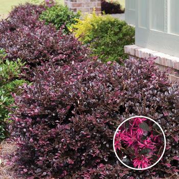 Loropetalum chinense - 'Purple Diamond&reg;' Chinese Fringe-Flower