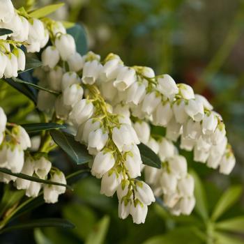 Pieris japonica - Mountain Snow&trade;