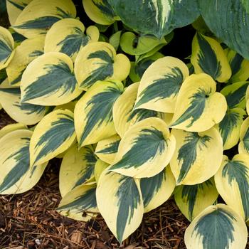 Hosta (Hosta, Plantain Lily) - Shadowland&reg; 'Autumn Frost'