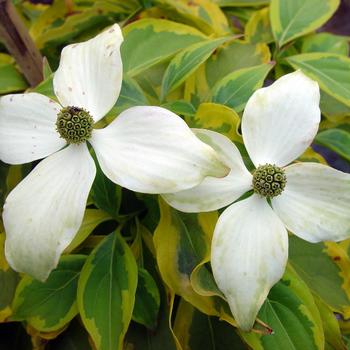 Cornus kousa - 'Summer Gold' Chinese Dogwood