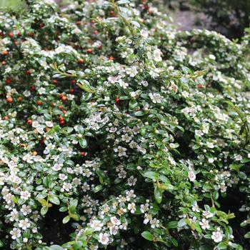 Cotoneaster - 'Emerald Beauty'
