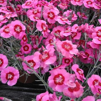 Dianthus (Pinks) - Star Single&trade; 'Peppermint Star'