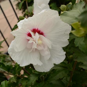Hibiscus syriacus (Rose of Sharon) - First Editions&reg; 'Bali&trade;'