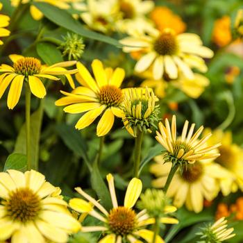 Echinacea (Coneflower) - Color Coded&trade; 'Yellow My Darling'