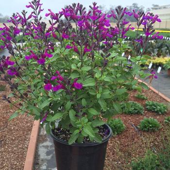 Salvia x jamensis - VIBE&reg; 'Ignition Purple'