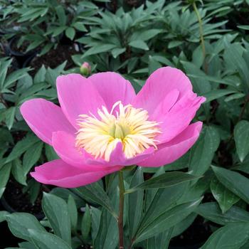 Paeonia - 'Kiev' Patio Peony