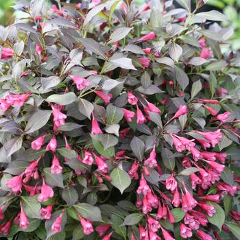 Weigela florida - Midnight Wine Shine&reg;