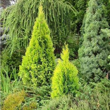 Thuja occidentalis (Arborvitae) - Highlights&trade; 'Janed Gold'