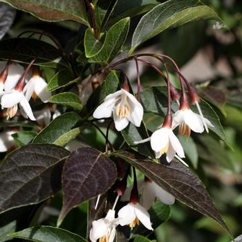 Styrax japonicus - 'Evening Light' Japanese Snowbell