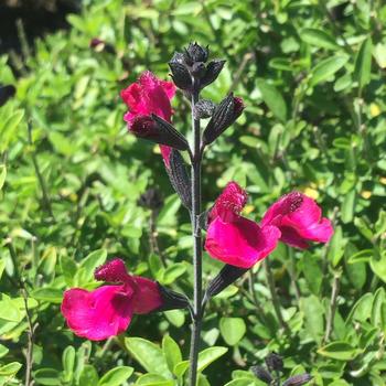 Salvia x jamensis - VIBE&reg; 'Ignition Fuchsia'