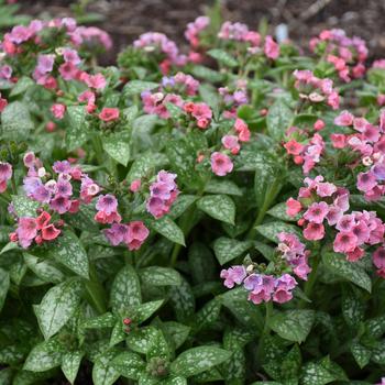 Pulmonaria - 'Pretty in Pink' Lungwort