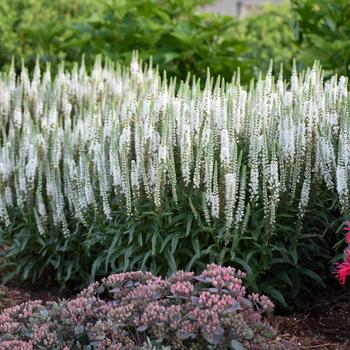 Veronica (Spike Speedwell) - Magic Show&reg; 'White Wands'