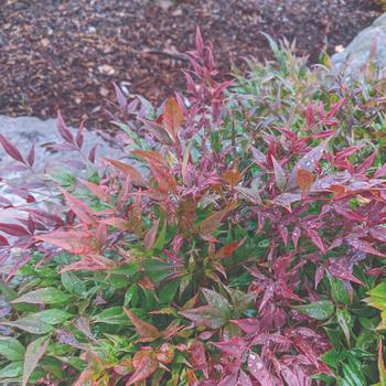 Nandina domestica - 'Tuscan Flame' Heavenly Bamboo