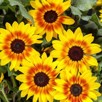 Helianthus (Sunflower) - Suncredible&reg; 'Saturn&trade;'