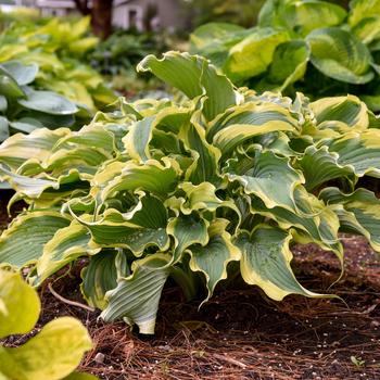 Hosta (Hosta, Plantain Lily) - Shadowland&reg; 'Voices in the Wind'