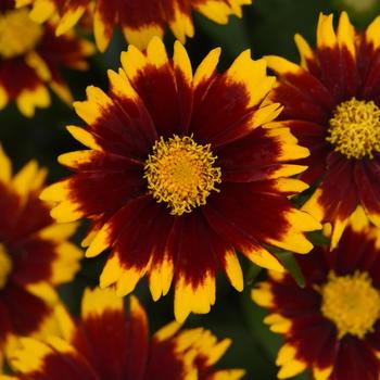 Coreopsis (Tickseed) - UpTick&trade; Red