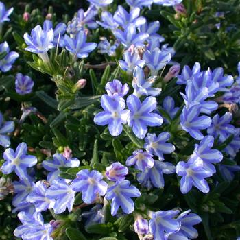 Lithodora diffusa - 'White Star'