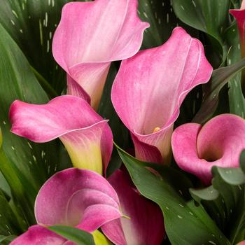 Zantedeschia (Calla Lily) - Be My&reg; 'First Love'