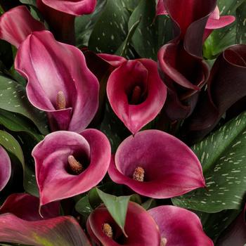 Zantedeschia (Calla Lily) - Be My&reg; 'Heart'