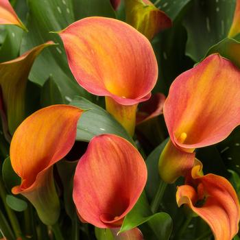 Zantedeschia (Calla Lily) - Be My&reg; 'Main Squeeze&trade;'