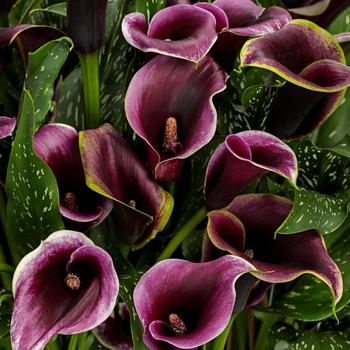 Zantedeschia (Calla Lily) - Be My&reg; 'Prince'