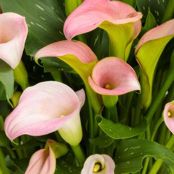 Zantedeschia (Calla Lily) - Be My&reg; 'Princess'
