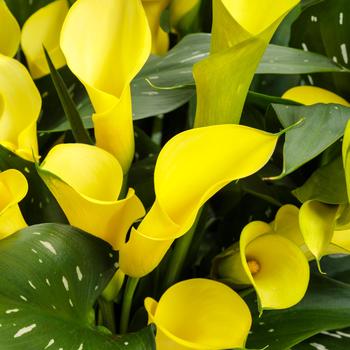 Zantedeschia (Calla Lily) - Be My&reg; 'Sunshine'