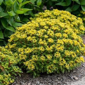 Sedum (Stonecrop) - Rock 'N Round&trade; 'Bright Idea'