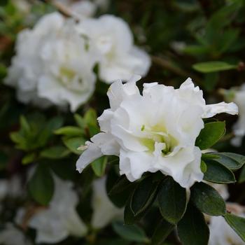 Rhododendron (Reblooming Azalea) - Perfecto Mundo&reg; 'Double White'