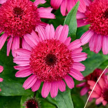 Echinacea (Coneflower) - Double Coded&trade; 'Raspberry Beret'
