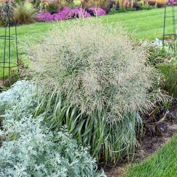 Panicum virgatum (Switch Grass) - Prairie Winds&reg; 'Niagara Falls'