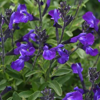 Salvia greggii (Sage) - Mirage&trade; 'Blue'