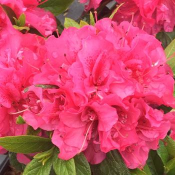 Rhododendron (Reblooming Azalea) - Perfecto Mundo&reg; 'Double Dark Pink'