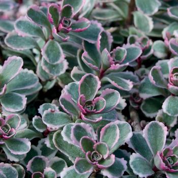Sedum spurium - 'Tricolor' Stonecrop