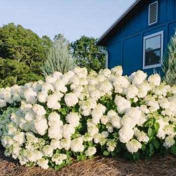 Hydrangea paniculata - Little Hottie&reg;