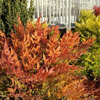 Nandina domestica (Heavenly Bamboo) - Cool Glow&reg; Peach