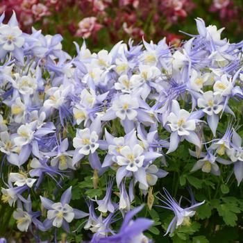 Aquilegia caerulea (Columbine) - Kirigami&trade; 'Light Blue & White'