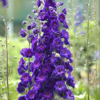 Delphinium elatum (Larkspur) - New Millennium&trade; 'Pagan Purples'