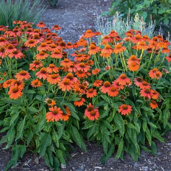 Echinacea (Coneflower) - Sombrero&reg; 'Adobe Orange'