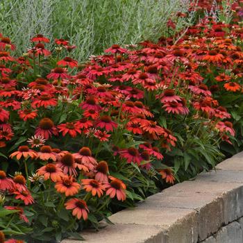 Echinacea (Coneflower) - Artisan&trade; 'Ombre Red'
