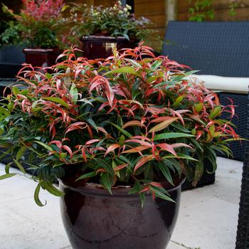 Leucothoe keiskei - Leafscape&trade; 'Burning Love&trade;'