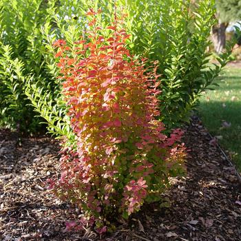 Berberis thunbergii - Sunjoy Orange Pillar&reg; Barberry