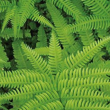 Polystichum setiferum - Soft Shield Fern