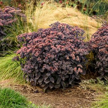 Sedum - Rock 'N Grow&reg; 'Back in Black'