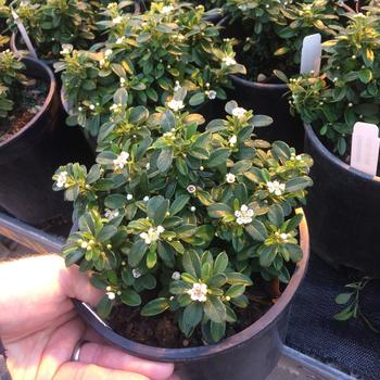 Cotoneaster x suecicus - 'Emerald Sprite'