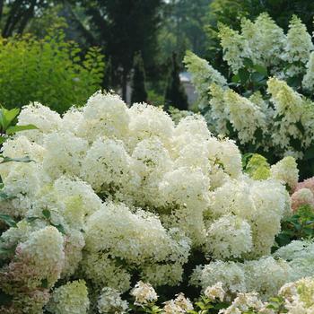Hydrangea paniculata - Puffer Fish&reg;