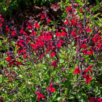 Salvia x jamensis - VIBE&reg; 'Ignition Cranberry'