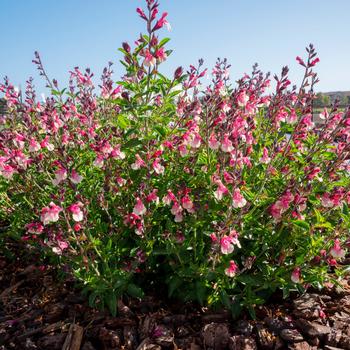 Salvia x jamensis - VIBE&reg; 'Ignition Sunrise'
