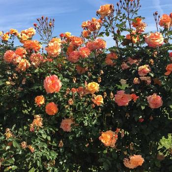 Rosa (Climbing Rose) - Arborose&reg; 'Tangerine Skies&trade;'