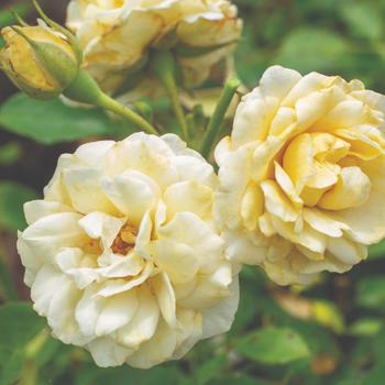 Rosa - 'Buttercream Drift&reg;' Rose
